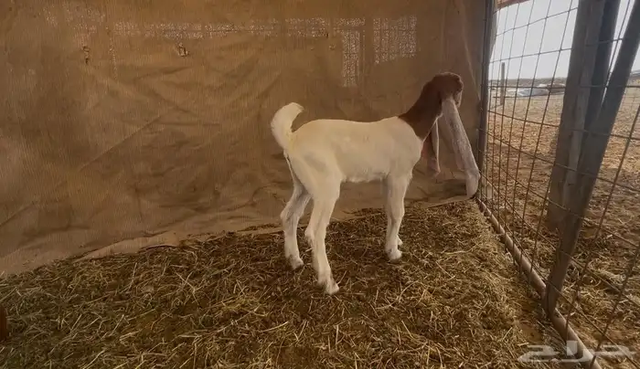 جفرتين وتيس دواغير فواخر 9