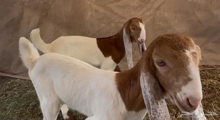 جفرتين وتيس دواغير فواخر 1