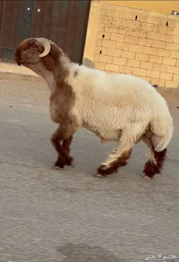 جدع نعيم صنف فاخر للبيع 0