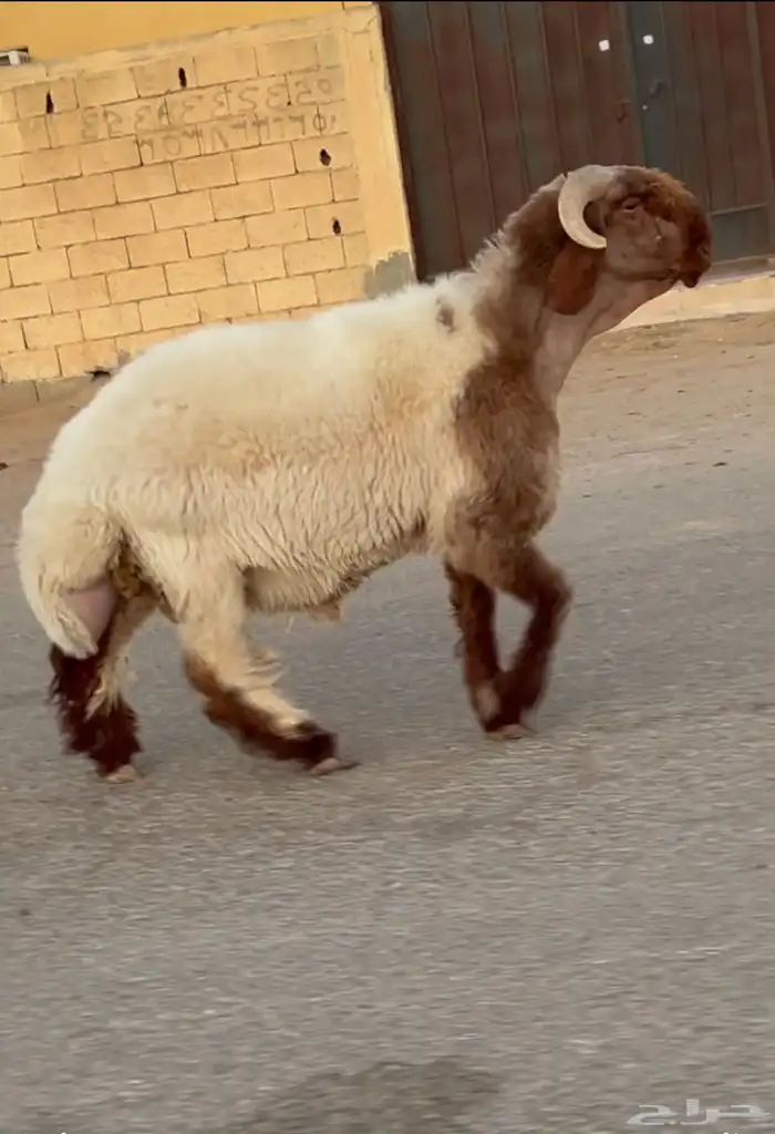 جدع نعيم صنف فاخر للبيع 1