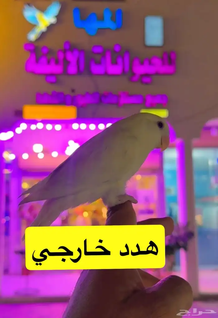 روز اليف هدد 1