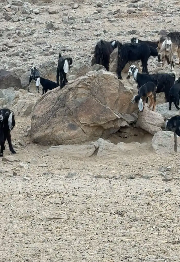 معزا عوارض 2