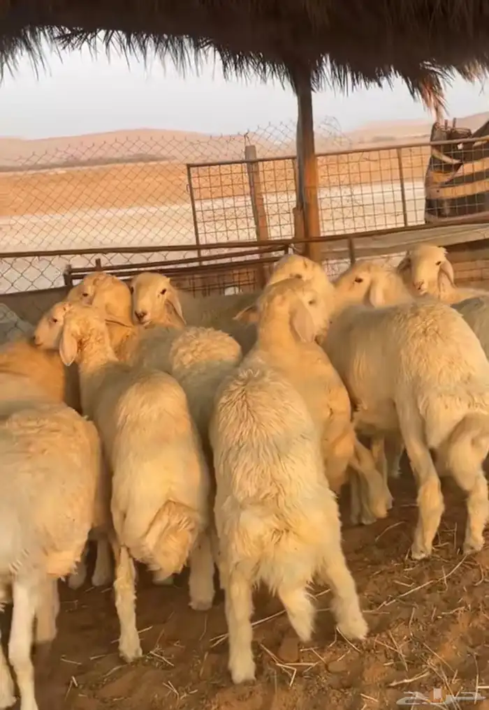 حريات جبرة للمناسبات 1