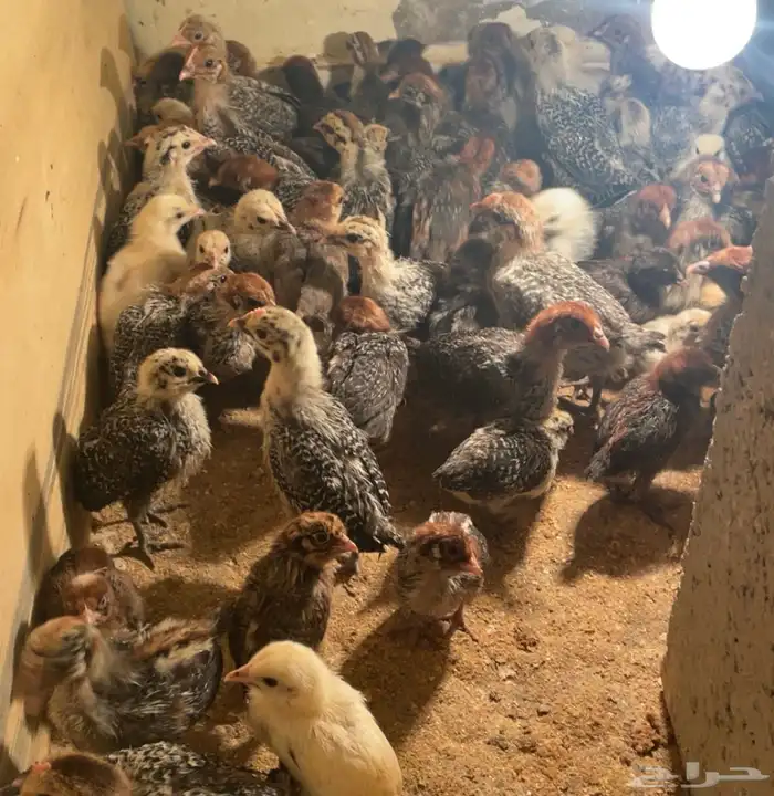 صوص فيومي ذهبي وشبابي وألمنيوم 5