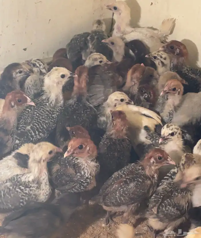 صوص فيومي ذهبي وشبابي وألمنيوم 0