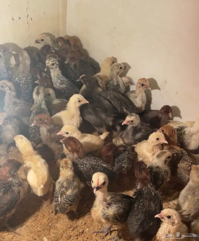 صوص فيومي ذهبي وشبابي وألمنيوم 2