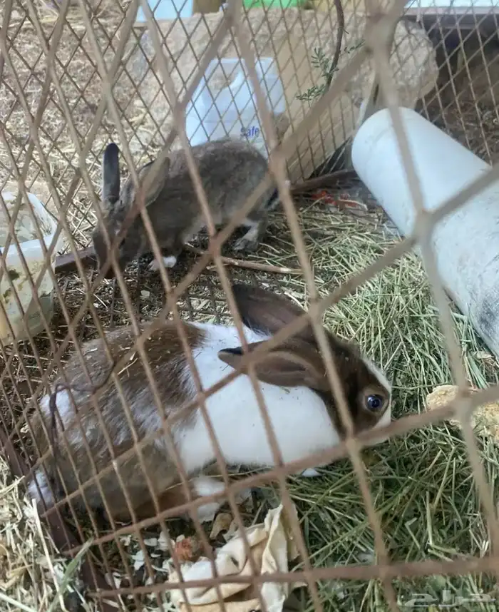 ثلاثه أرانب للبيع ثنين ذكور وأنثى للبيع 0