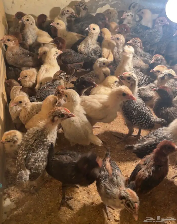 صوص فيومي ذهبي وشبابي وألمنيوم 4