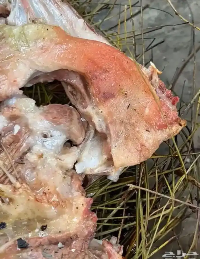 مرخ طازج للحنيذ والمندي يقطف يوم طلبك 1