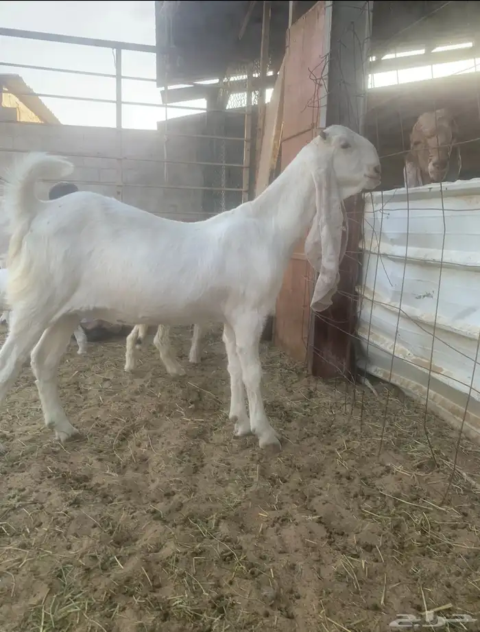 سوق المواشي الاحساء 0