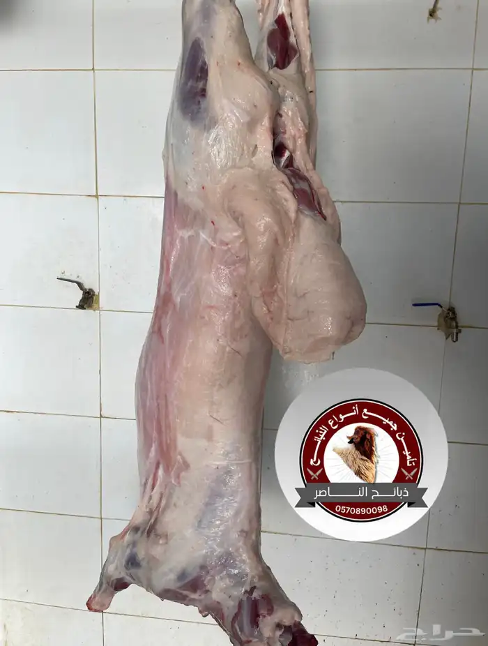 ذبيحتك لباب بيتك نعيمي و حري و ساكني 1