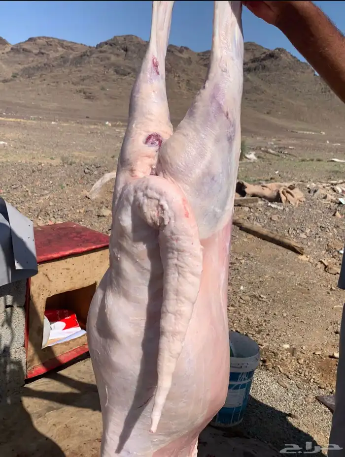 سواكن فل الفل شحم 11