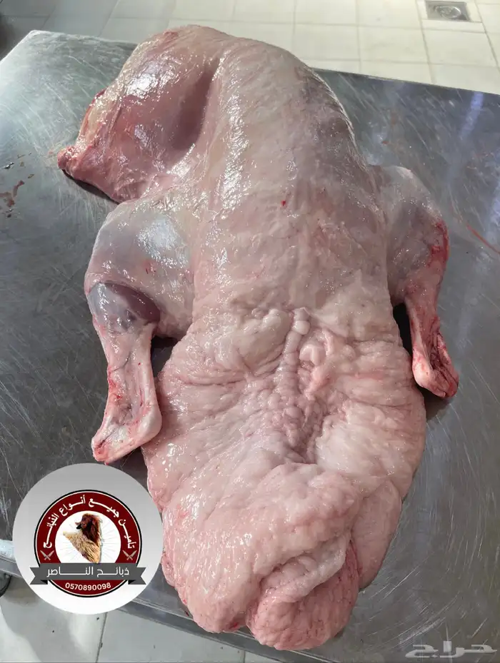 ذبيحتك لباب بيتك نعيمي و حري و ساكني 3