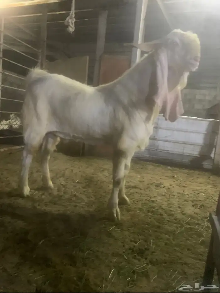 سوق المواشي الاحساء 0