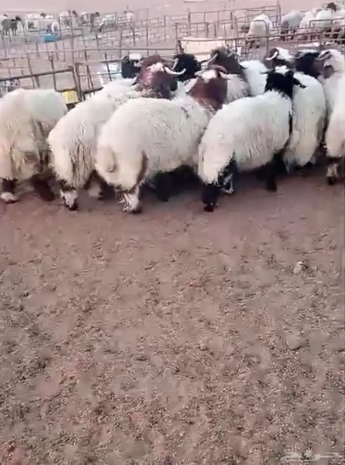 طلبان نعيم 0