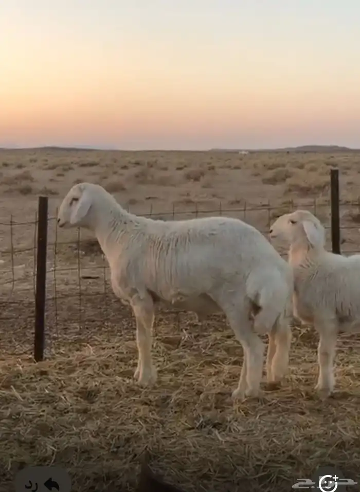 جذع طلي طيب 0