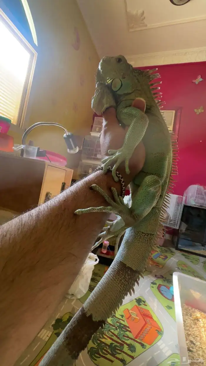 لمحبي النوادر للبيع اقوانا زرقاء 4