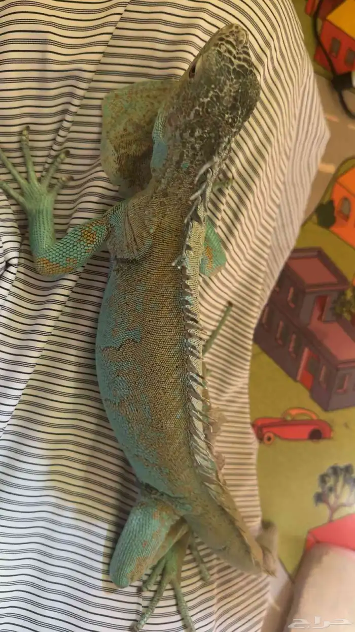 لمحبي النوادر للبيع اقوانا زرقاء 5