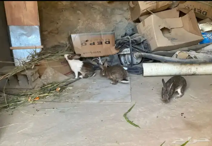 ثلاثه أرانب للبيع ثنين ذكور وأنثى للبيع 2