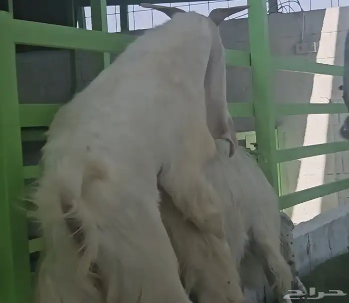 3 معزا بيض مشاريك مقاني مقرعات والله يعلم ما في الارحام 8