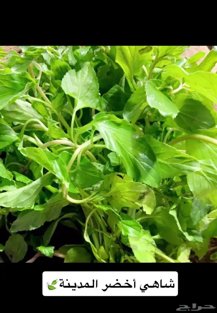 نعناع مديني وحبق ولمام وورد مديني   توريد يومي 3