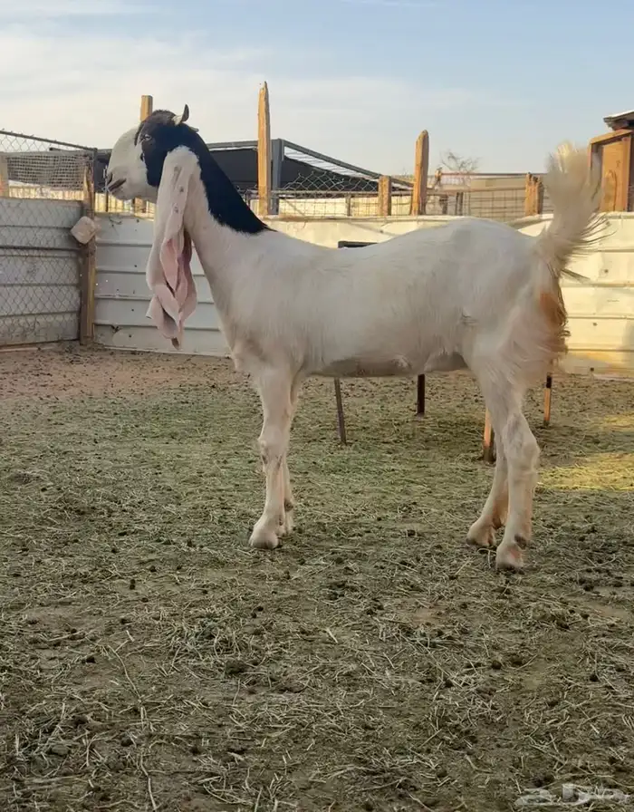 جفره مطوره 0