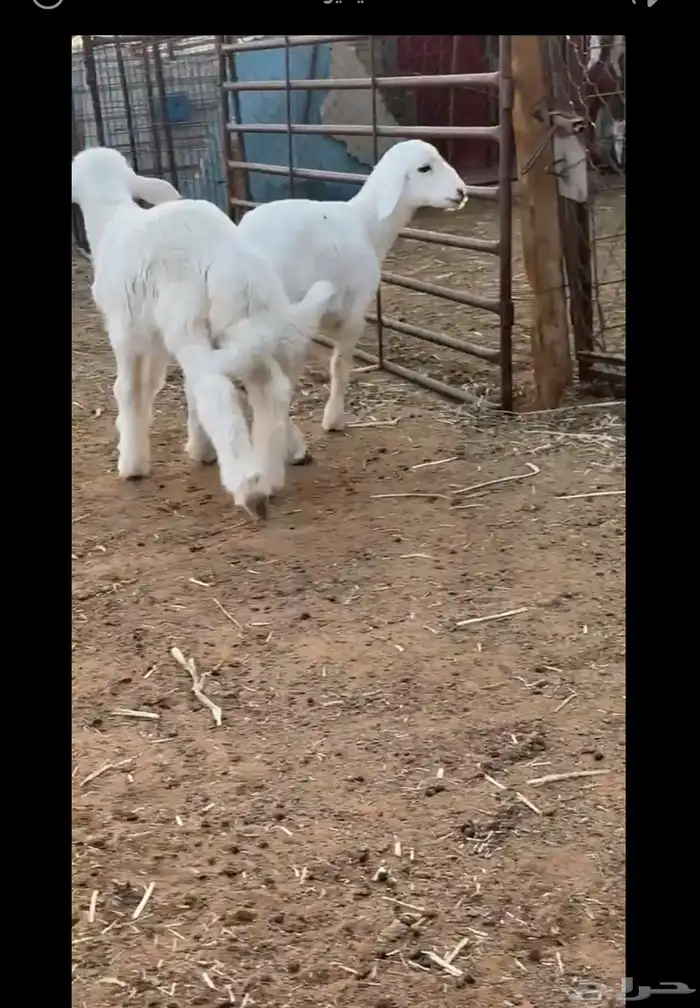 هرافى اعمارها فوق شهرين 0