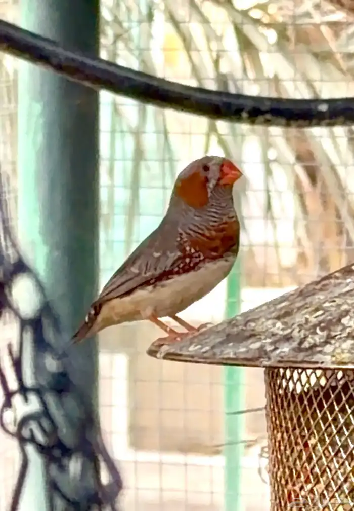 للبيع طيور زيبرا 100 جوز 1