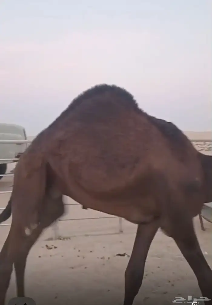 قعدان للبيع 0