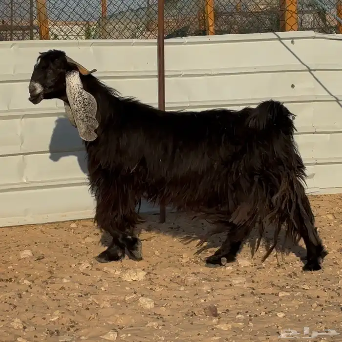 عنز عارضيه فاخره 4