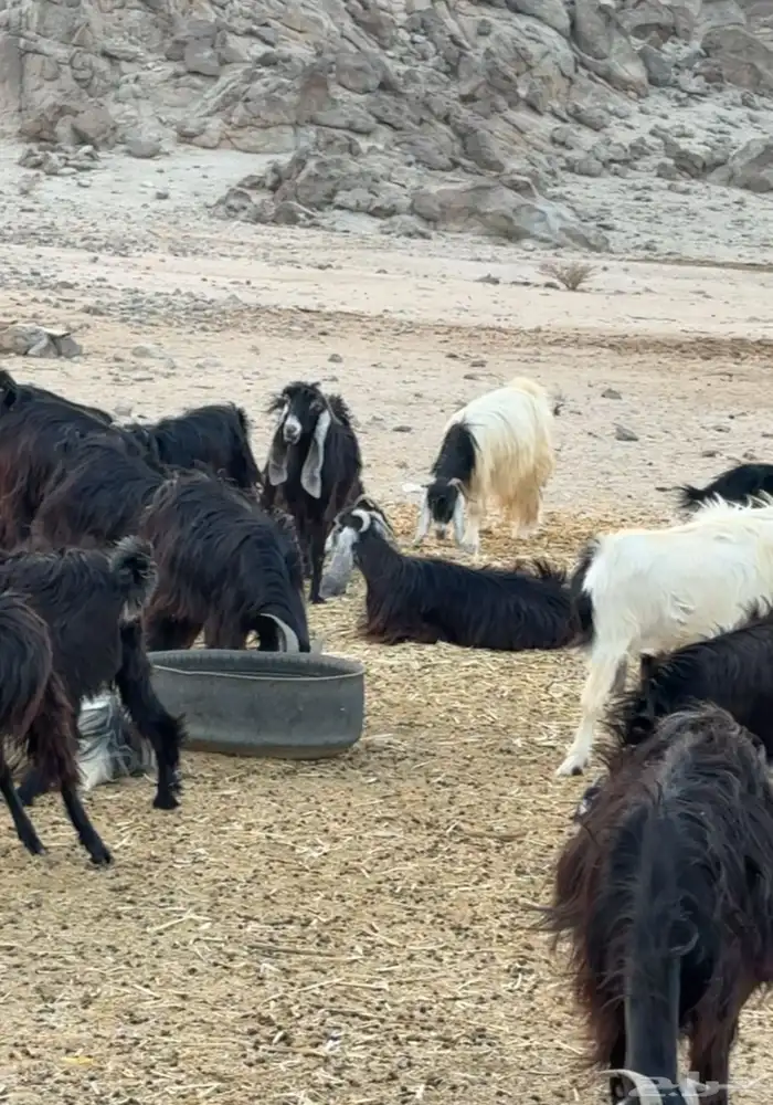 معزا عوارض 5