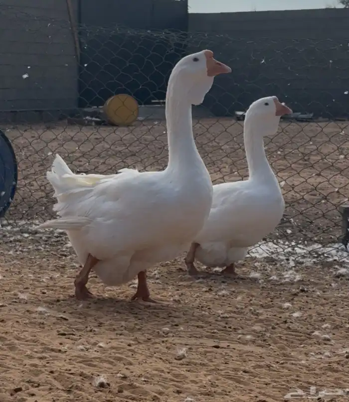 وز روسي جوز فاخر حجم تب 0