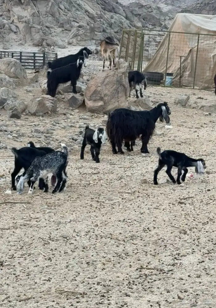 معزا عوارض 12