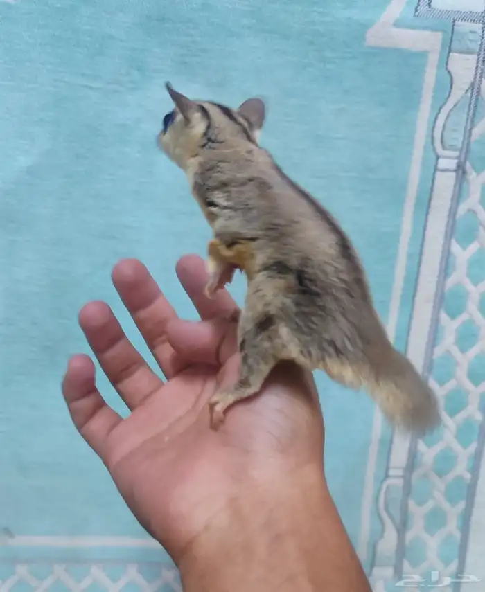 ذكر سنجاب شوقر قلايدر أليف 0