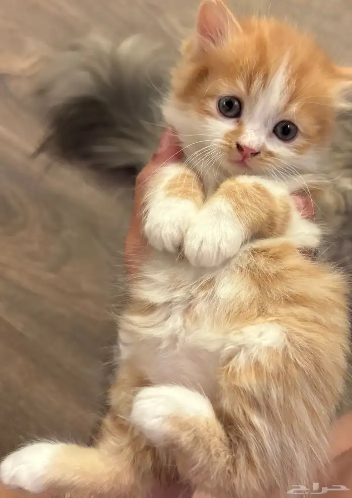 كيتن للبيع 3