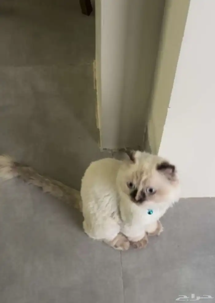 قطه مفقوده 3