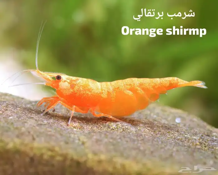 شرمب اللوان مختلفة و حلو 1