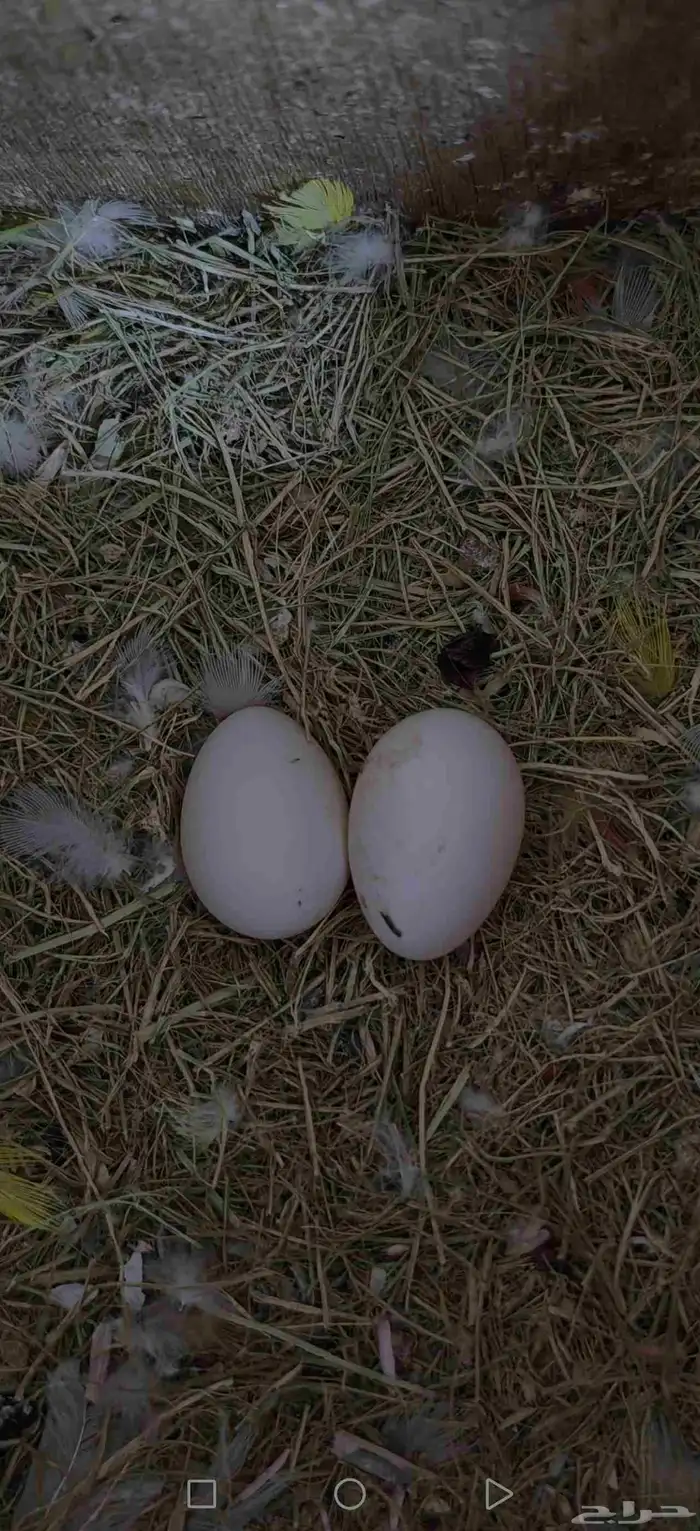 زوج روز بال فالو نزل بيضتين باقي يكمل باقي البيض ان شاء الله 2