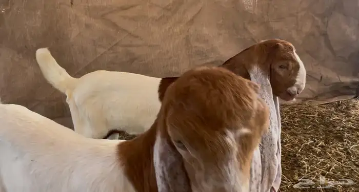 جفرتين وتيس دواغير فواخر 2