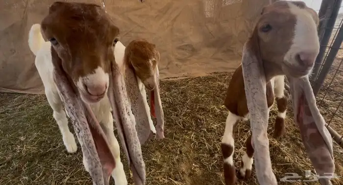 جفرتين وتيس دواغير فواخر 10