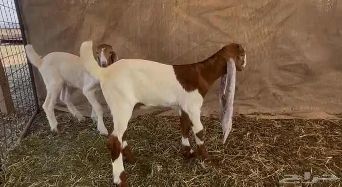 جفرتين وتيس دواغير فواخر 4