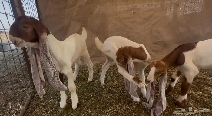 جفرتين وتيس دواغير فواخر 6