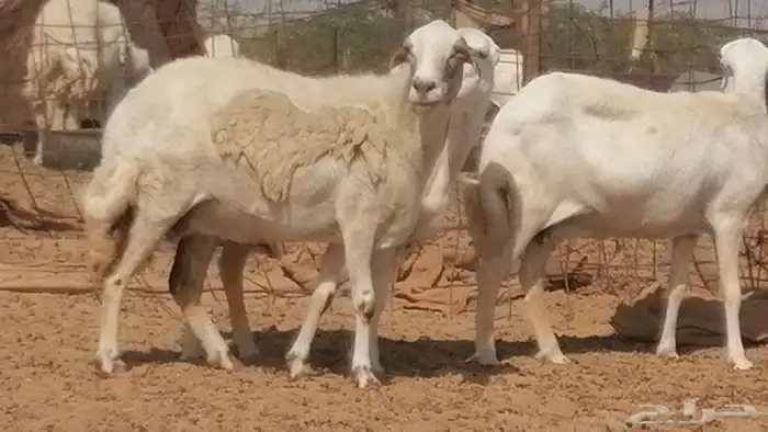 غنم رفيدية ميدية جنب جروم جبرة 3 ضان رفد 4