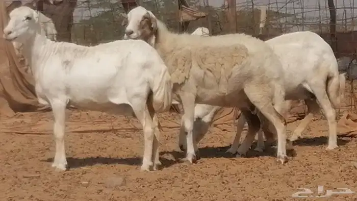 غنم رفيدية ميدية جنب جروم جبرة 3 ضان رفد 25