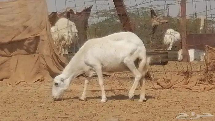 غنم رفيدية ميدية جنب جروم جبرة 3 ضان رفد 15