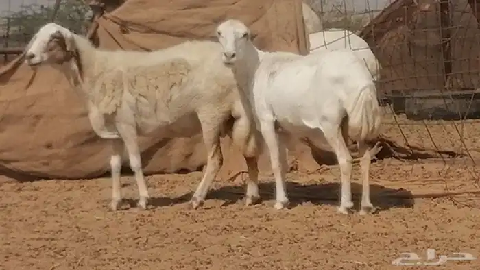 غنم رفيدية ميدية جنب جروم جبرة 3 ضان رفد 6