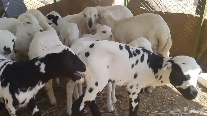 ضان رفيديات متومات مقاني فاخره مراح 14