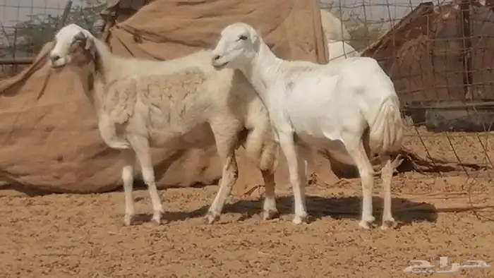 غنم رفيدية ميدية جنب جروم جبرة 3 ضان رفد 3