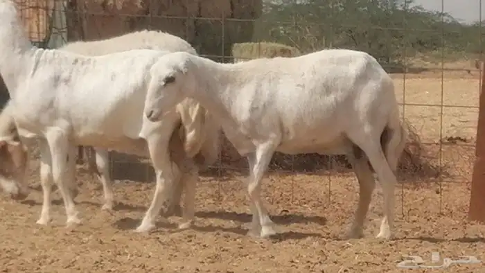 غنم رفيدية ميدية جنب جروم جبرة 3 ضان رفد 5