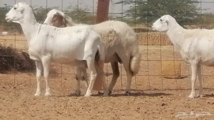 غنم رفيدية ميدية جنب جروم جبرة 3 ضان رفد 11